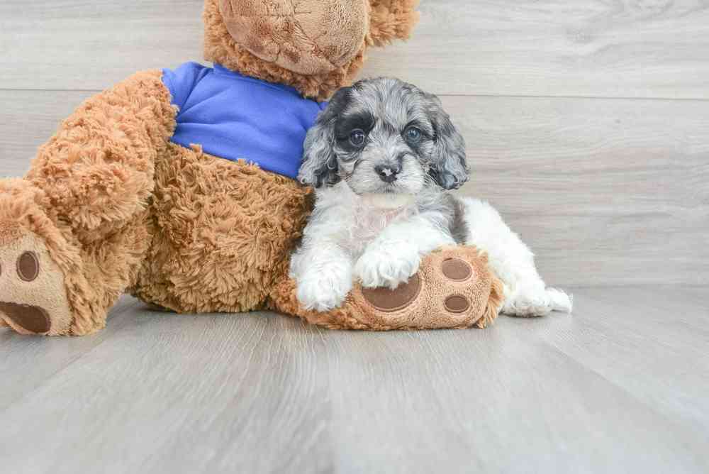 carousel pet images