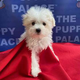 Maltese