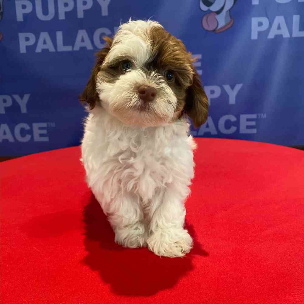 Image of a pet breed in the gallery
