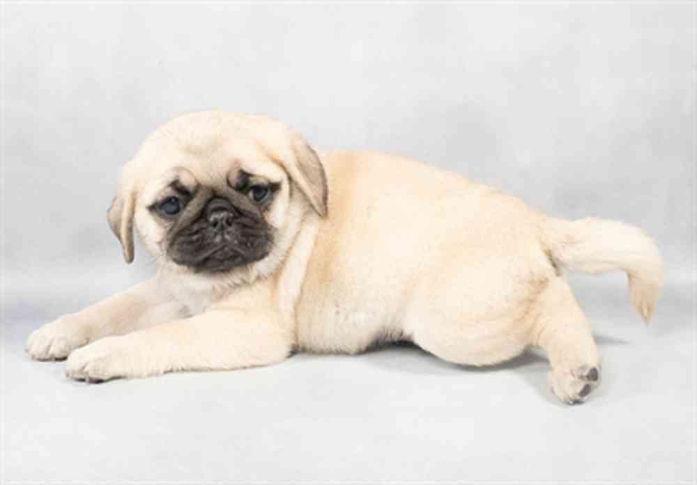pet-img
