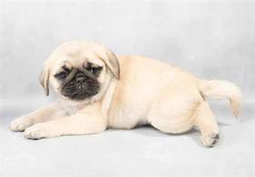 Pug