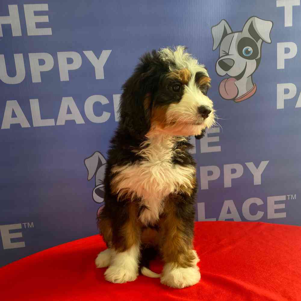 carousel pet images