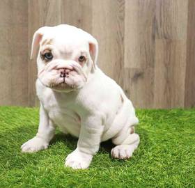 Victorian Bulldog