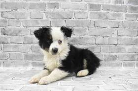 Toy Australian Shepherd