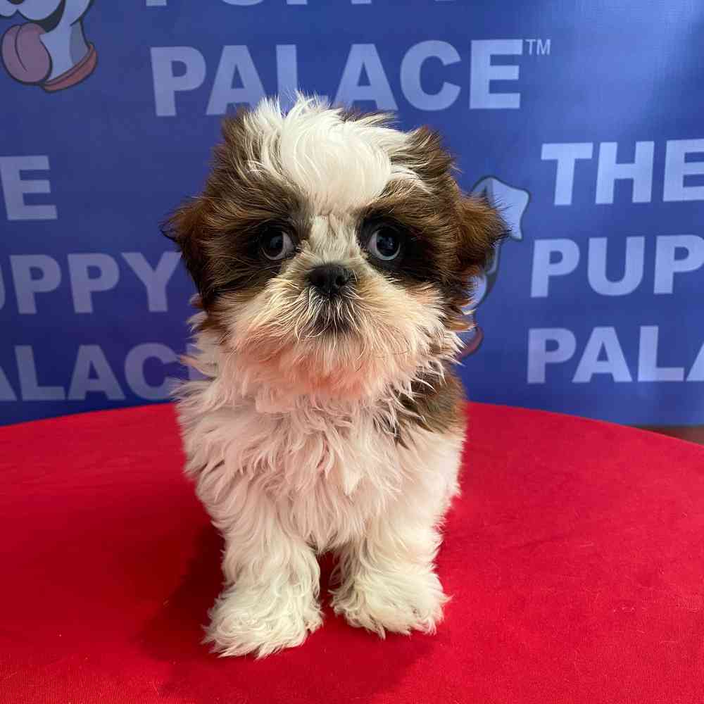 carousel pet images