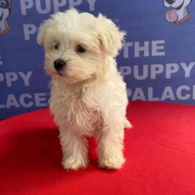 Maltese