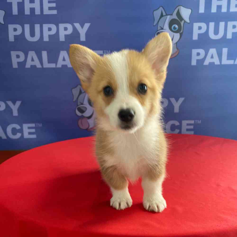 carousel pet images