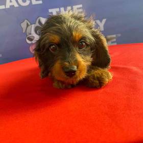 Cavapoo