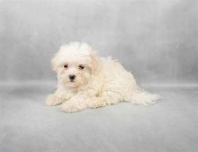 Maltese