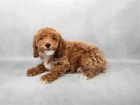 Cavapoo