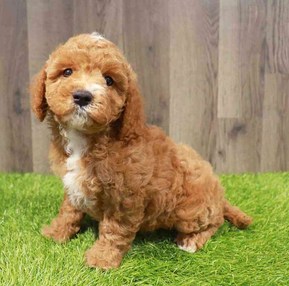 Image of a pet breed in the gallery