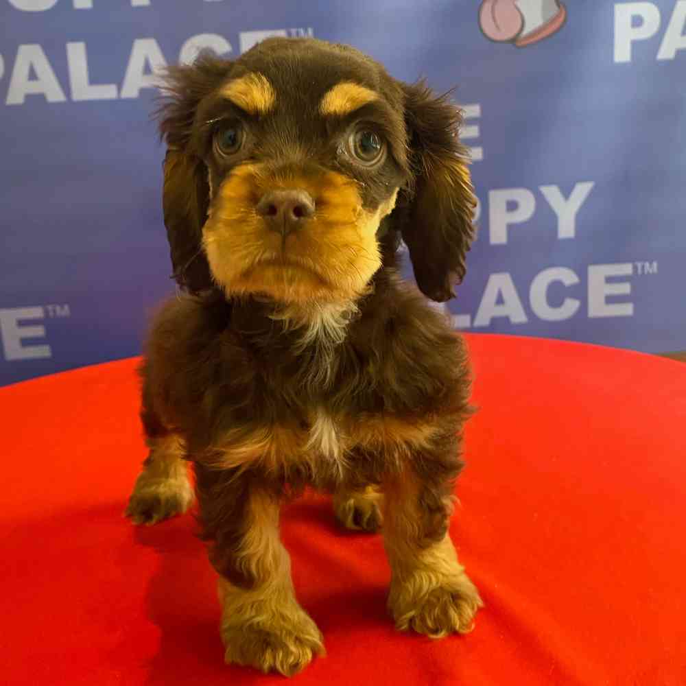 carousel pet images