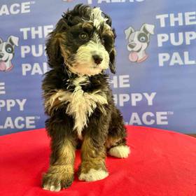 Bernedoodle-Mini Poodle