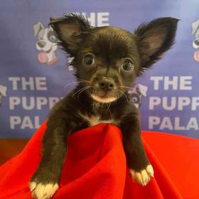 Chihuahua