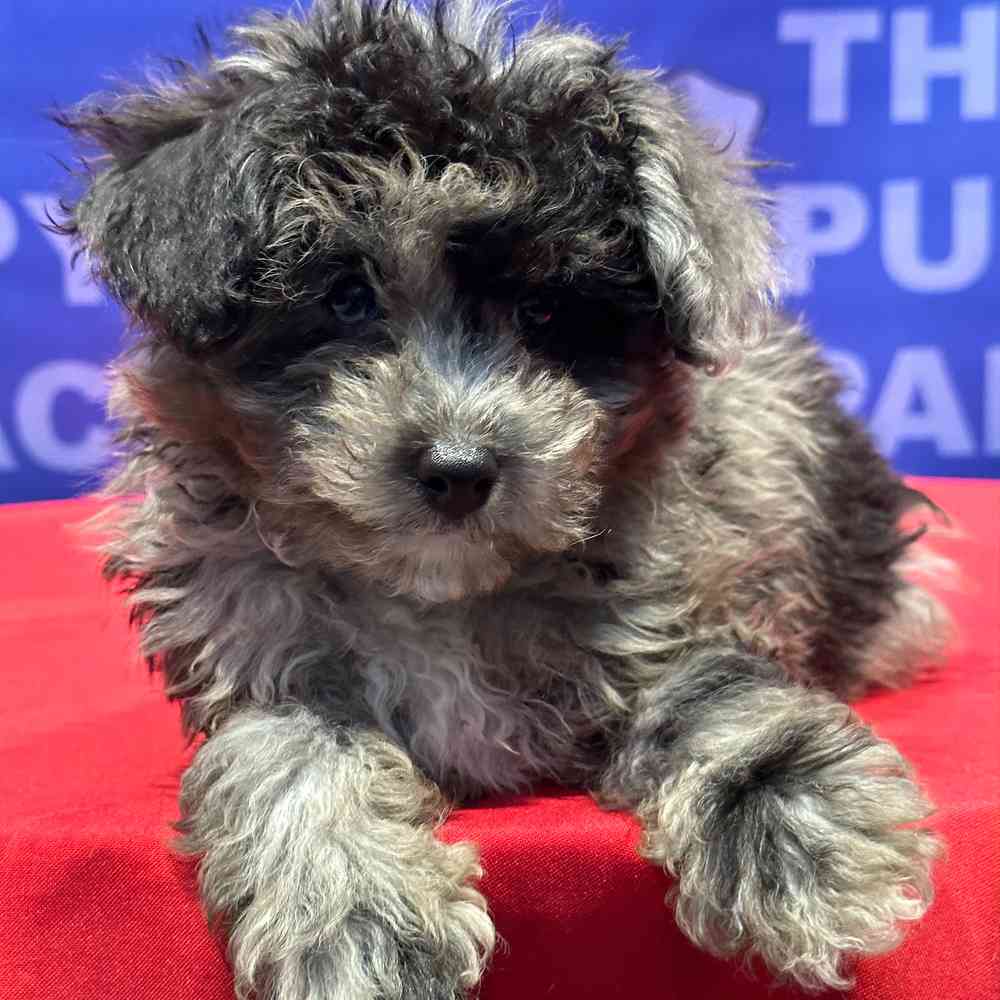 Mini Aussiedoodle