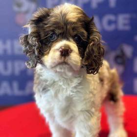 Cocker Spaniel