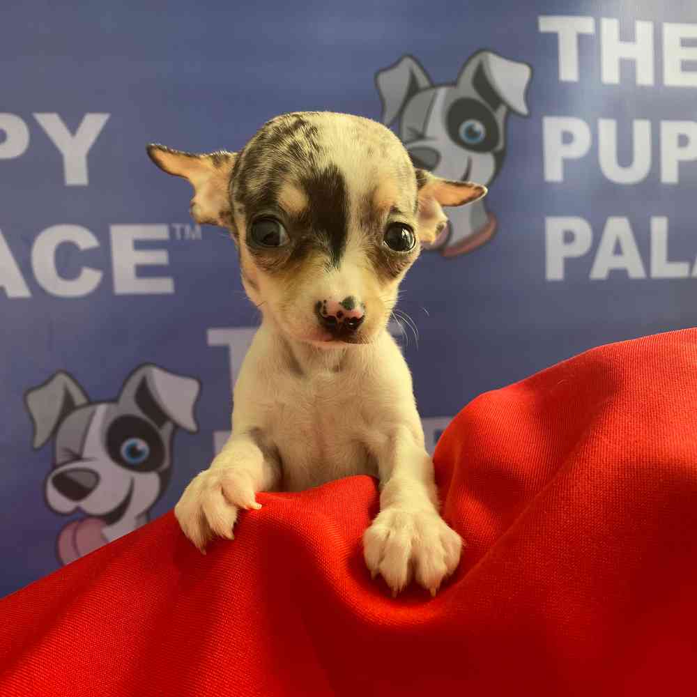 carousel pet images