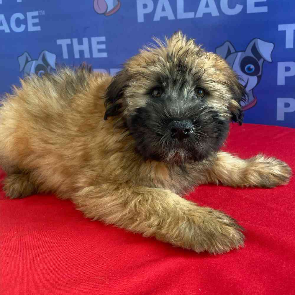 Image of a pet breed in the gallery