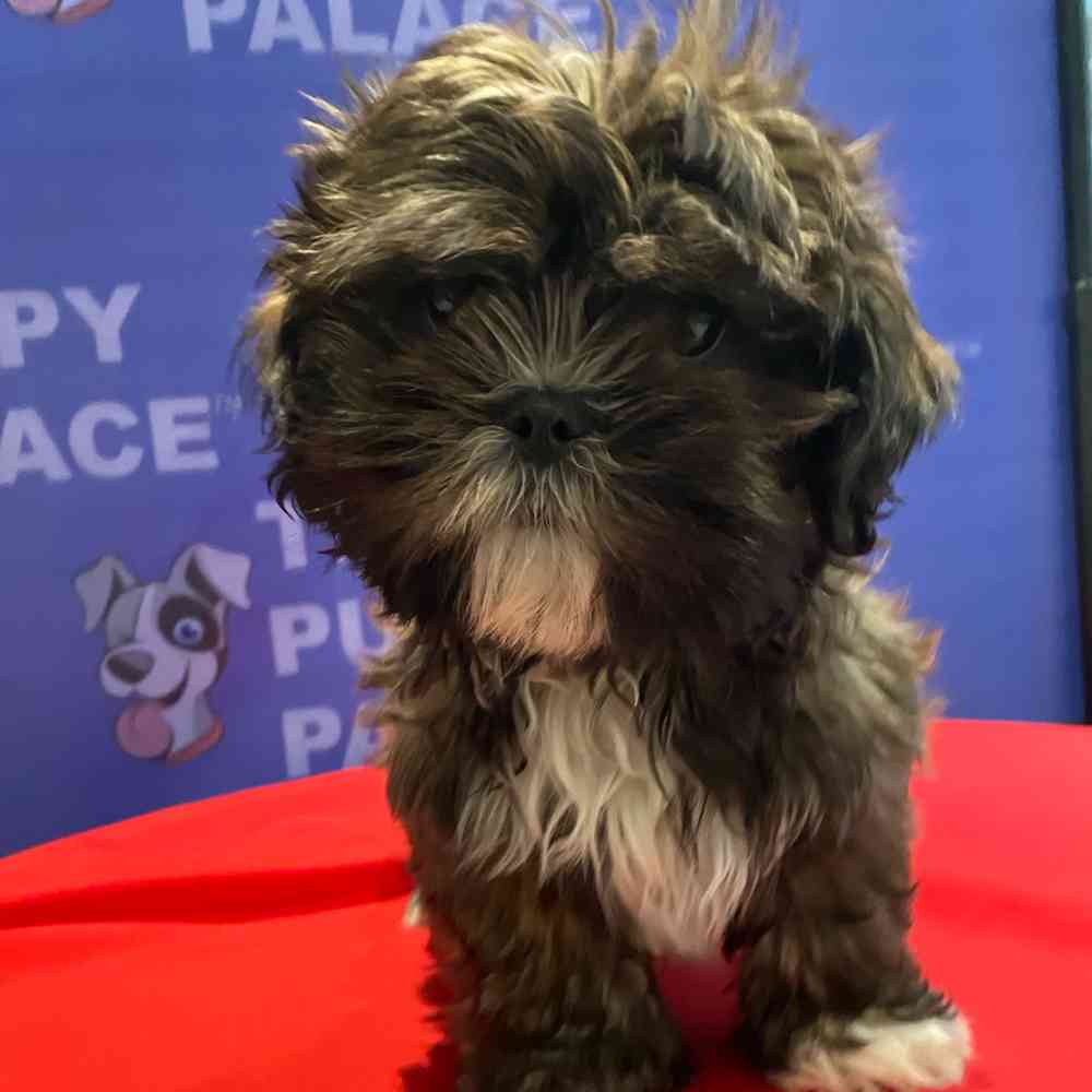 carousel pet images