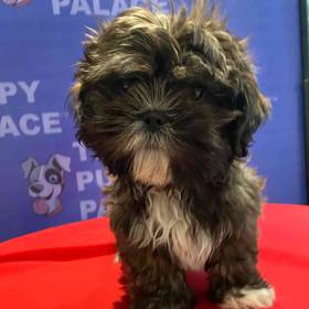 Shih Tzu