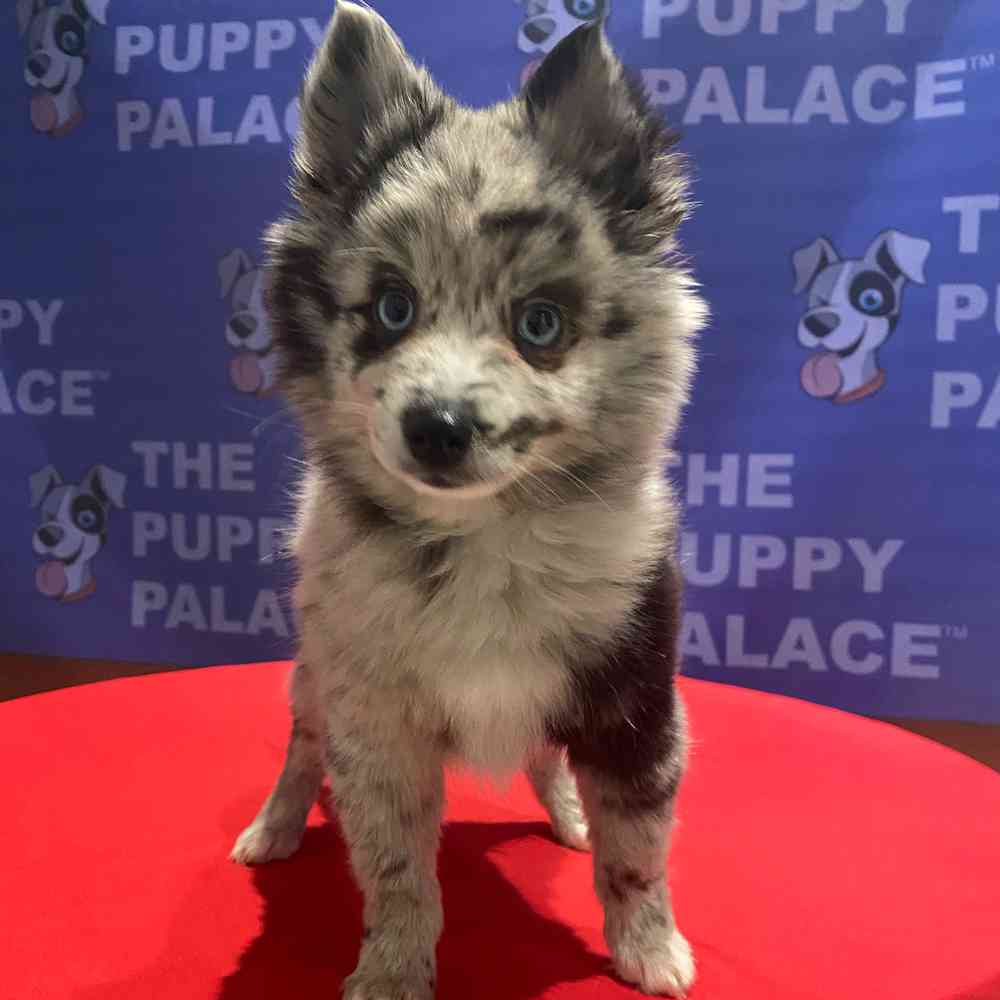 carousel pet images