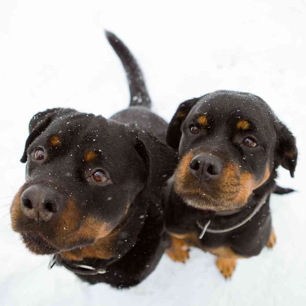 Rottweiler