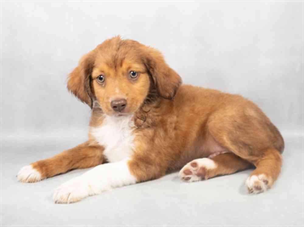 Image of a pet breed in the gallery