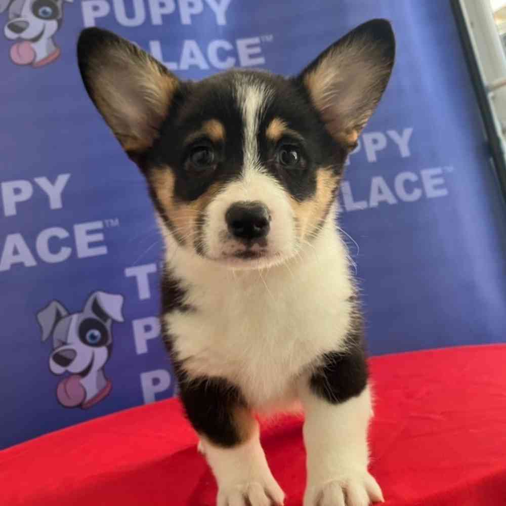 carousel pet images