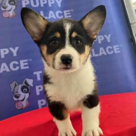 Pembroke Welsh Corgi