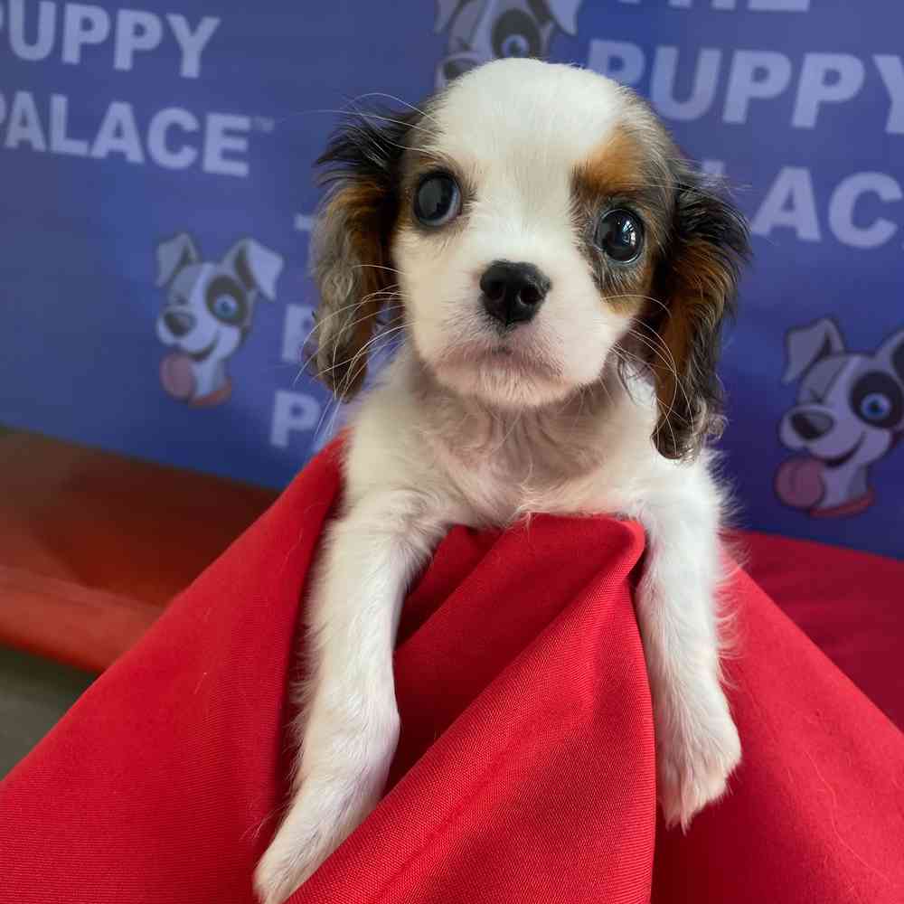 Image of a pet breed in the gallery