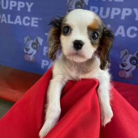 Cavalier King Charles Spaniel