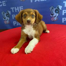 Mini Aussie