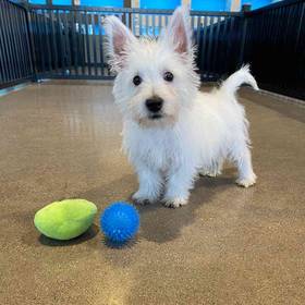 West Highland White Terrier