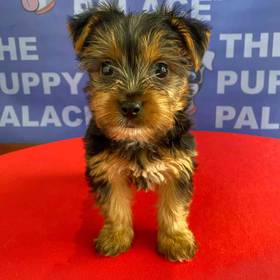Yorkie