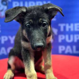 German Shepherd