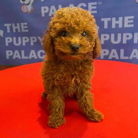 Poodle
