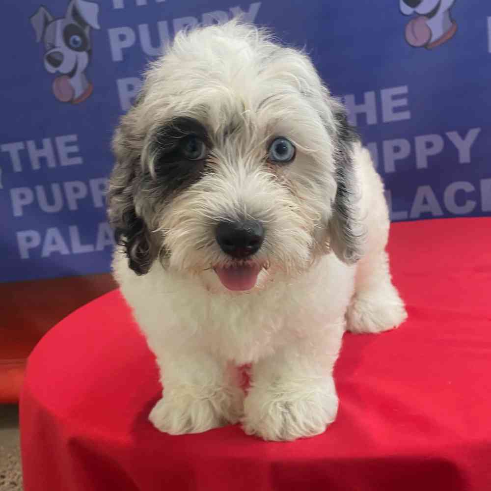 carousel pet images