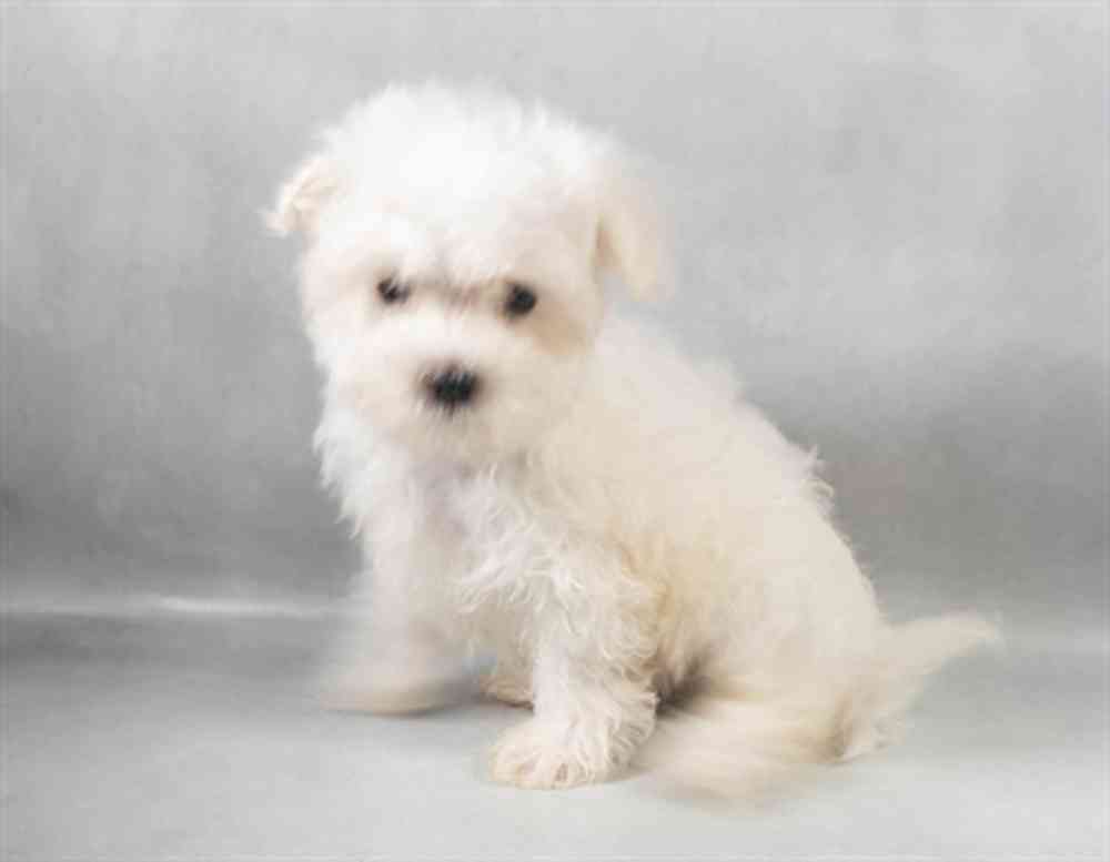 Image of a pet breed in the gallery