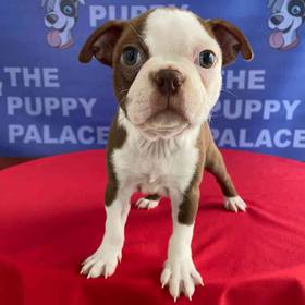 Boston Terrier