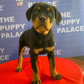 Rottweiler