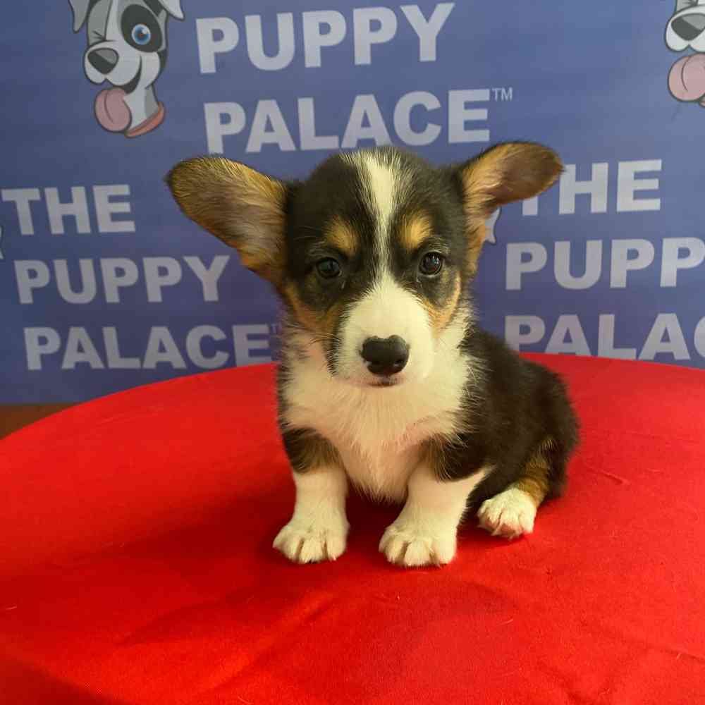carousel pet images