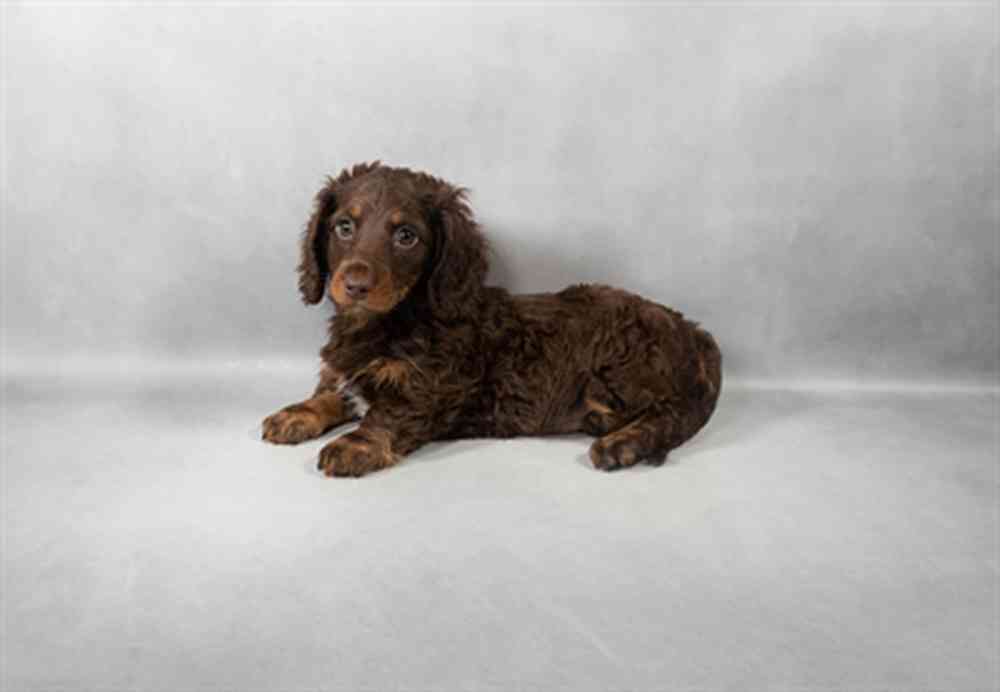 Image of a pet breed in the gallery