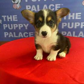 Pembroke Welsh Corgi