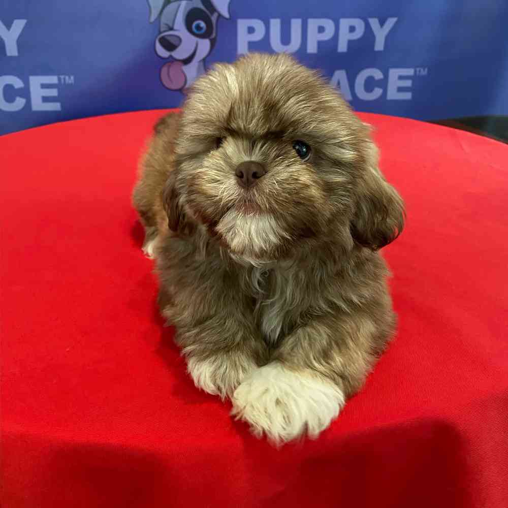 Image of a pet breed in the gallery