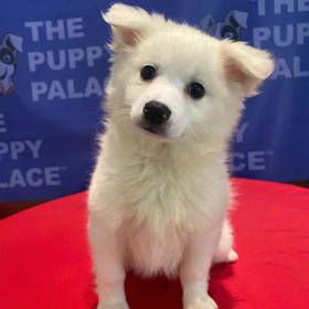 American Eskimo