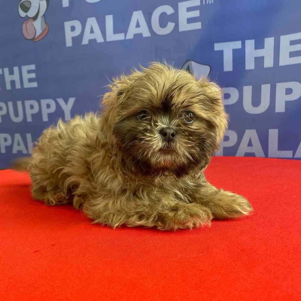 Image of a pet breed in the gallery