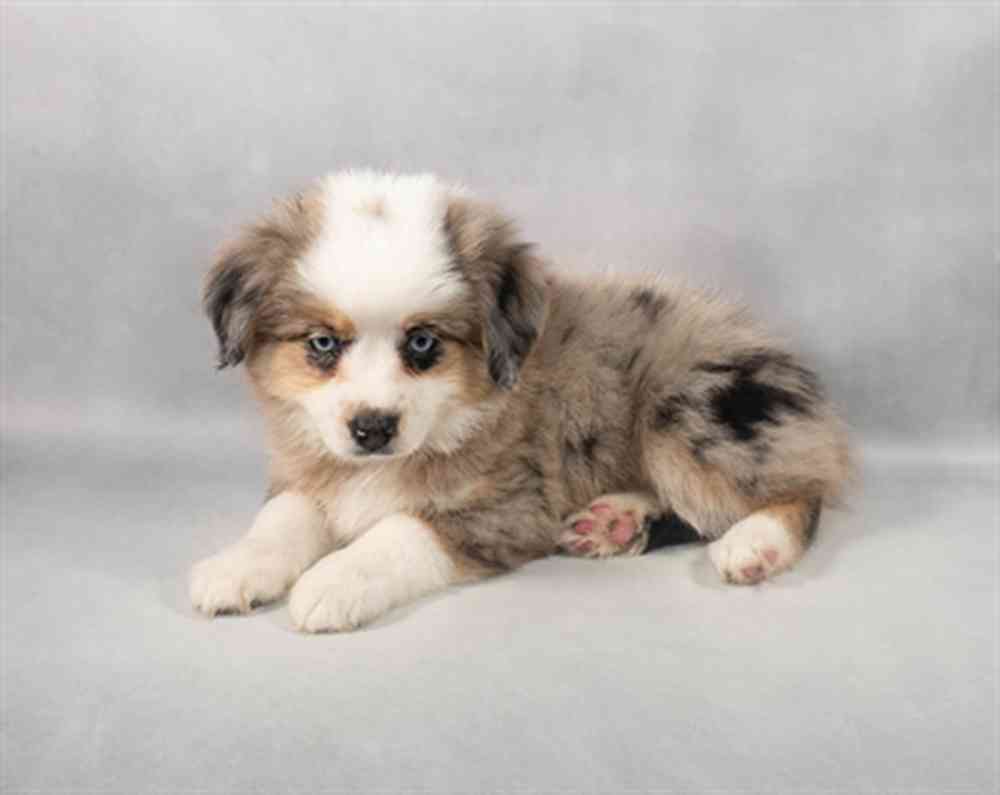 Image of a pet breed in the gallery