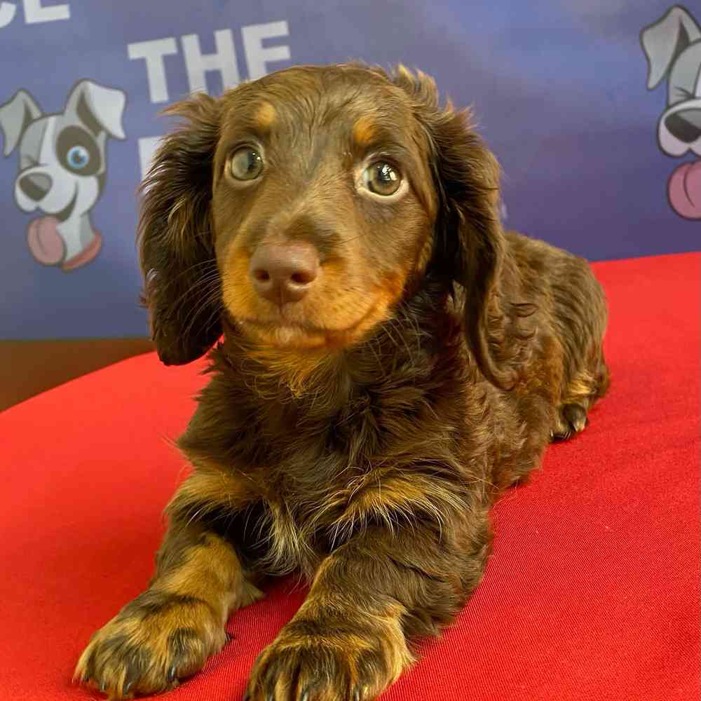 carousel pet images
