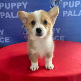 Pembroke Welsh Corgi