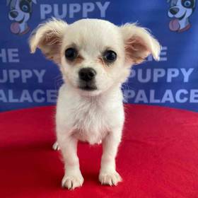 Chihuahua
